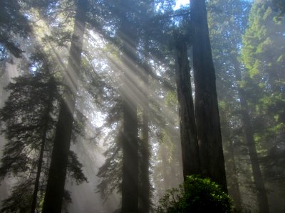 Redwoods in CA photo