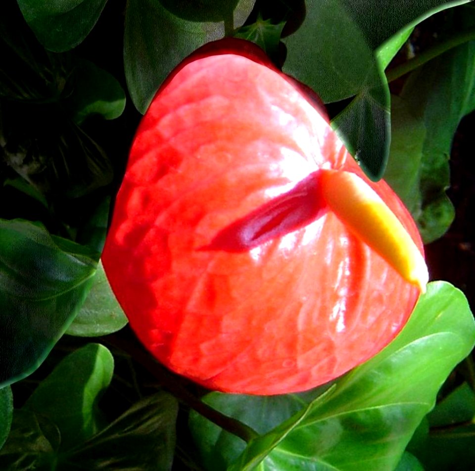 A New romantic Flower - Creative Commons by gnuckx