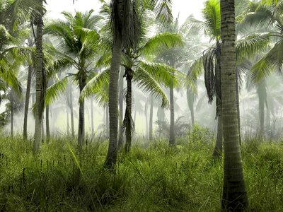 Nature tropical exotic