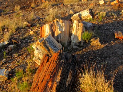 Crystal Forest at Petrified Forest NP in Arizona photo