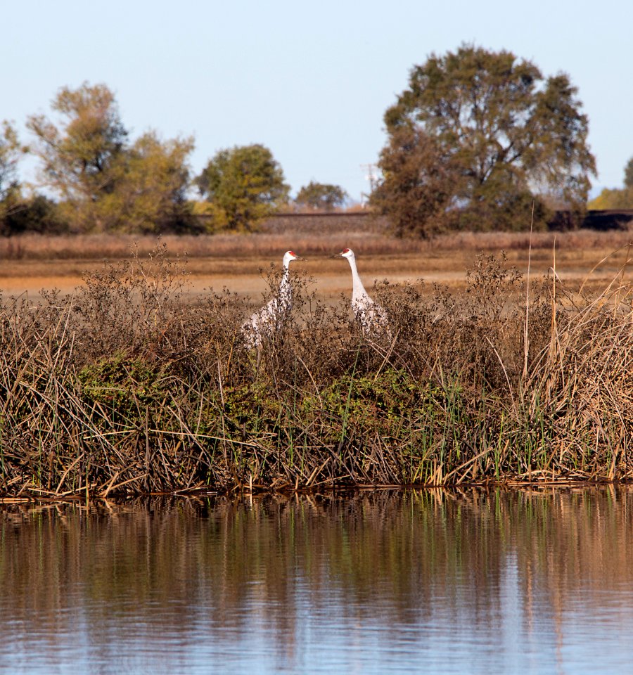 Cosumnes River Preserve