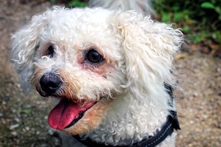 Head portrait pet