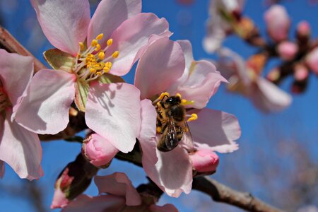 Pollen pollination insect