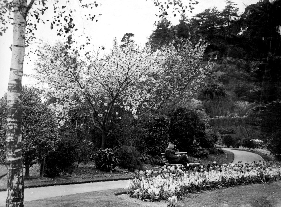 00138-12303; Tulips in flower, Botanic Garden - [1936]