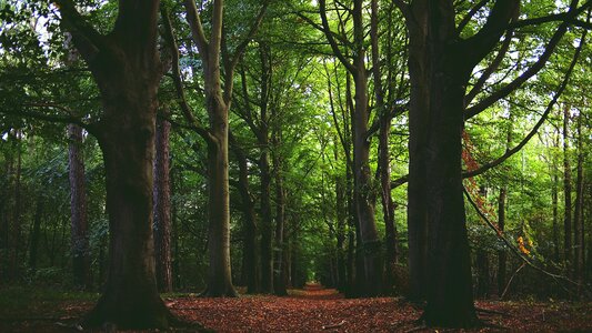 Trees nature branches photo