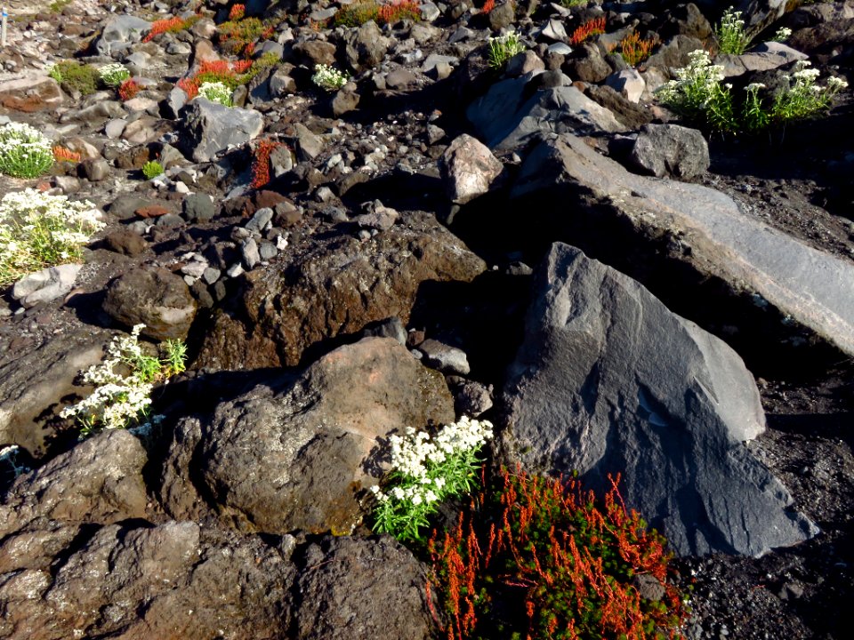 Mt. St. Helens Summit Trail in WA