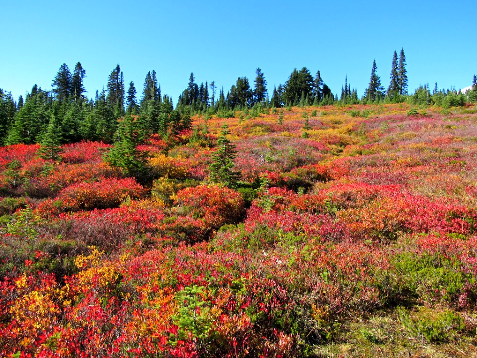 Autumn at Skyline Trail at Mt. Rainier NP in WA