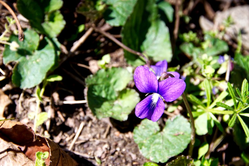 Wood or Glade Violet?