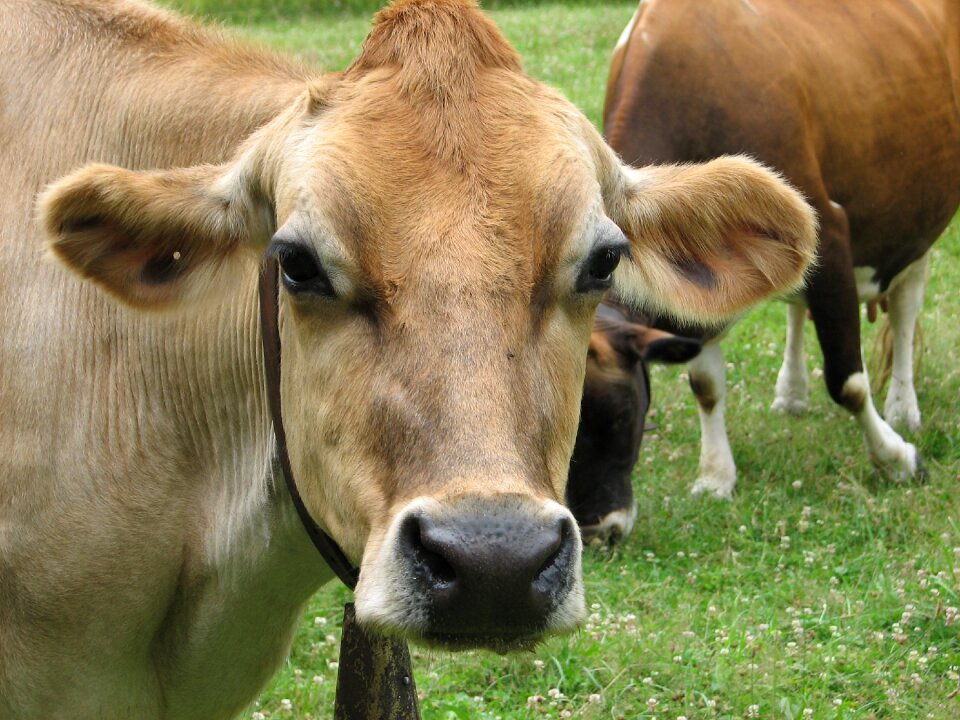 Animal dairy rural