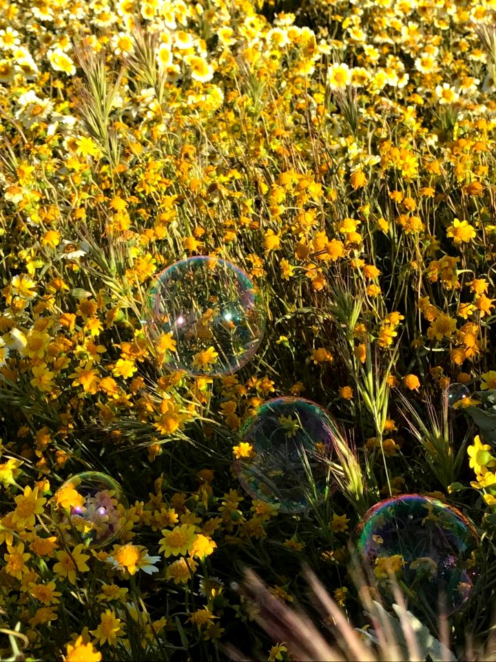 Bubbles on Flowers by Jonathan Sidy