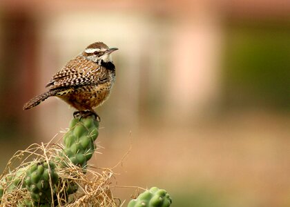 Wildlife animal small
