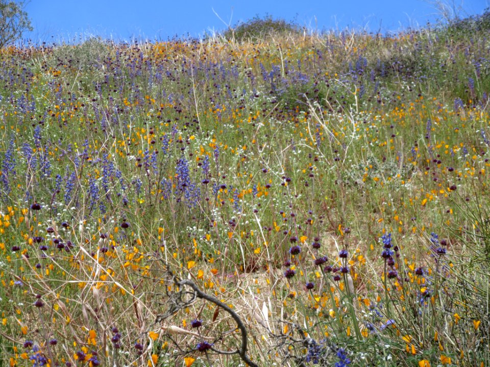 Little Morongo Canyon, Palm Springs-South Coast Field Office