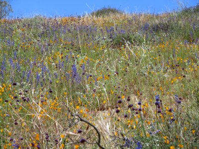 Little Morongo Canyon, Palm Springs-South Coast Field Office