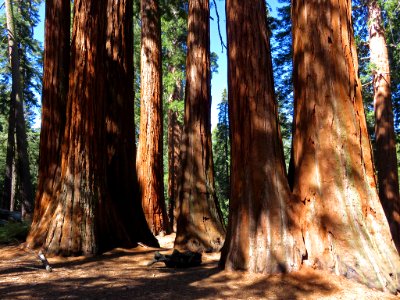 Sequoia at Kings Canyon NP in CA