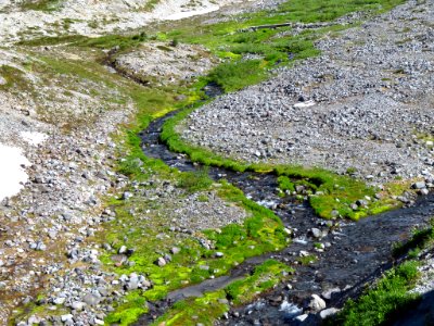 Skyline Trail at Mt. Rainier NP in WA photo