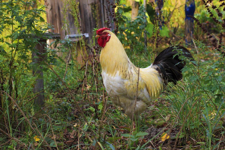 Animal cockerel birds