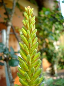 plant