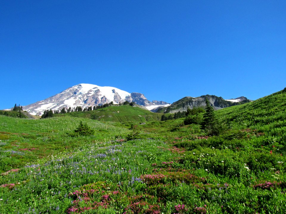 Wildflowers on Skyline Trail at Mt. Rainier NP in WA