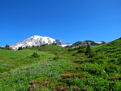 Wildflowers on Skyline Trail at Mt. Rainier NP in WA photo