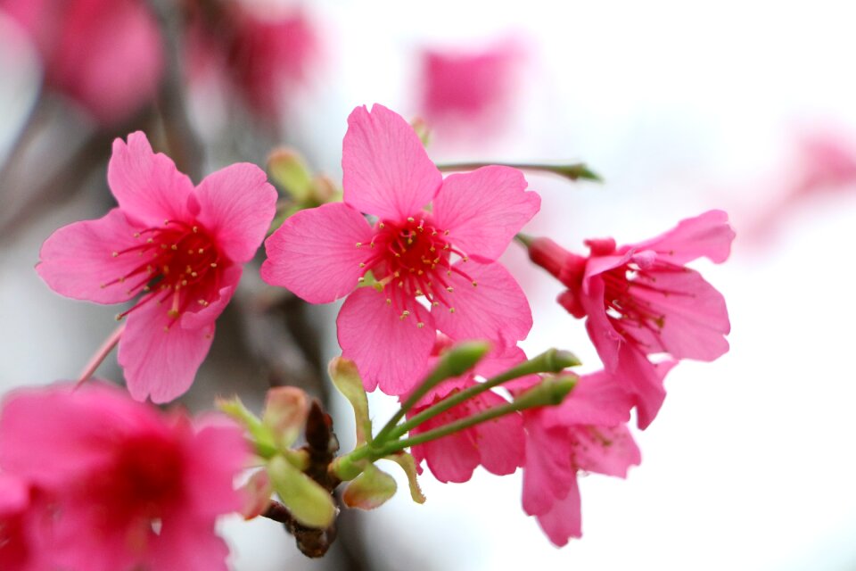 Cherry blossoms chung cheng age read don 櫻 flowers chung cheng age reading hall