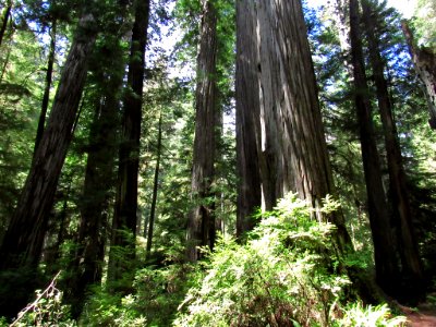 Jedediah Smith Redwoods SP in California photo
