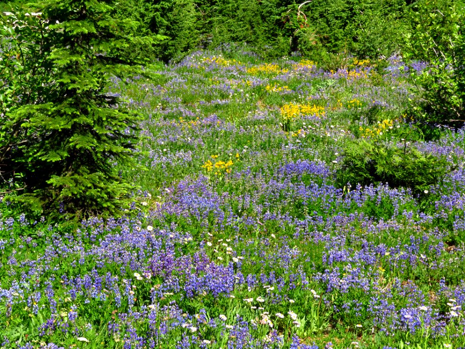 Wildflowers at Mt. Rainier NP in WA