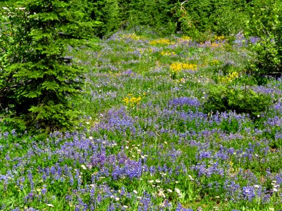 Wildflowers at Mt. Rainier NP in WA photo