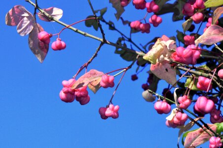 Branch fruit berries photo