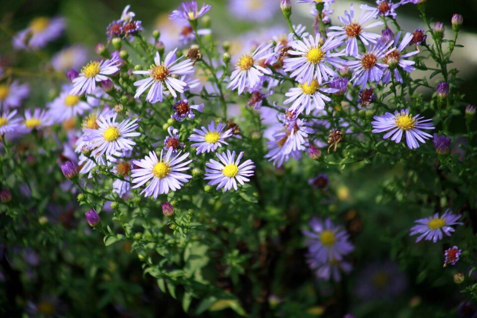 Daisy flowers summer