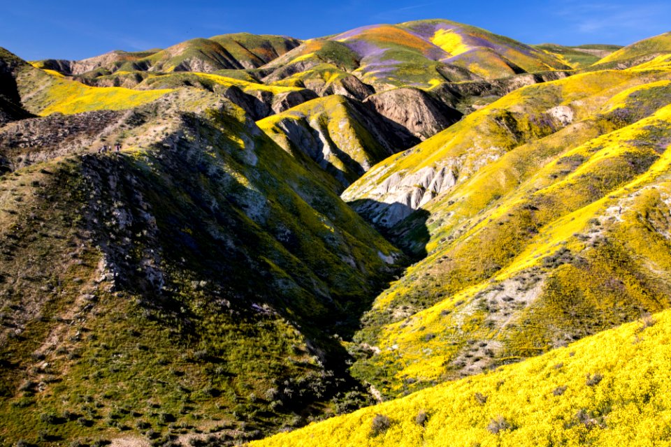 Super Bloom 2017 at Carrizo Plain National Monument