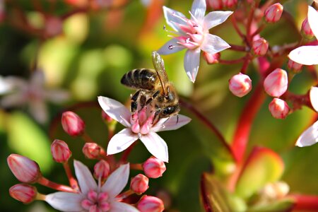 Macro nature encounter