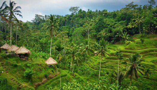 Paddy green rice cultivation