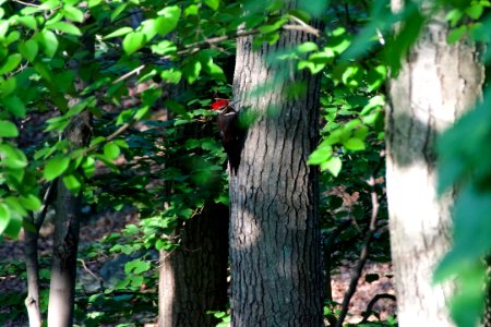 Pileated Woodpecker