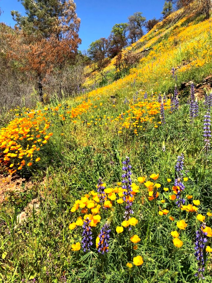 April 2018 Super Bloom along North Fork Merced