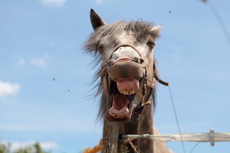 Animal horse horse head photo