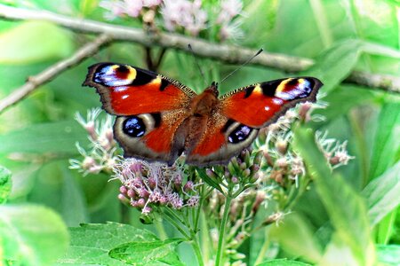 Butterfly peacock insect photo