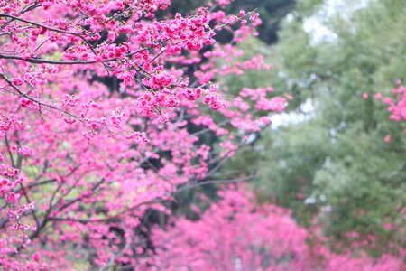 Cherry blossoms chung cheng age read don 櫻 flowers chung cheng age reading hall