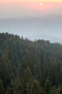 Case Mountain Giant Sequoias photo