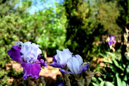 Multi Color Irises