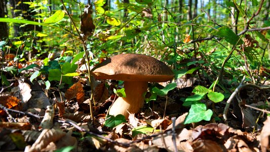 Porcini mushrooms autumn mushroom