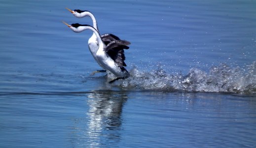 Clark's Grebe Dance photo