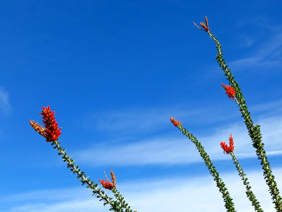 Organ Pipe Cactus NM in AZ