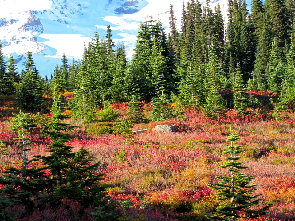 Autumn at Skyline Trail at Mt. Rainier NP in WA