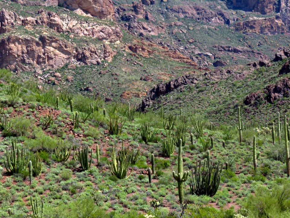 Organ Pipe Cactus NM in AZ