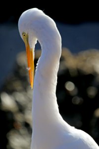 Great Egret photo