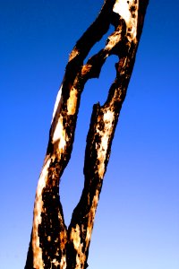 Burned Trunk