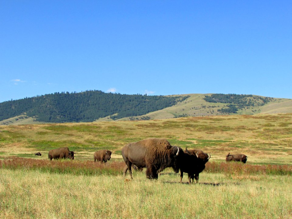 National Bison Range in MT