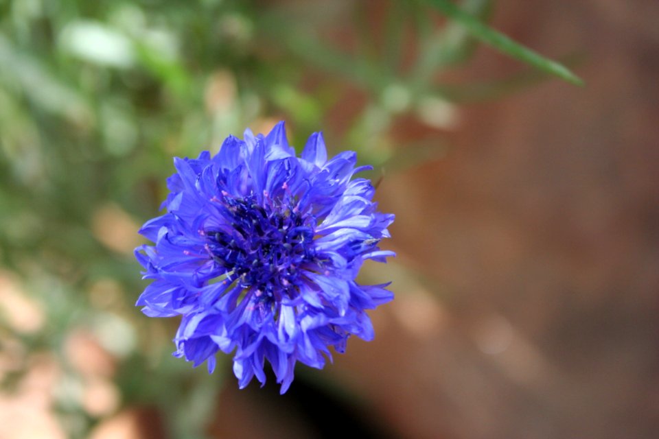 Bachelor Button