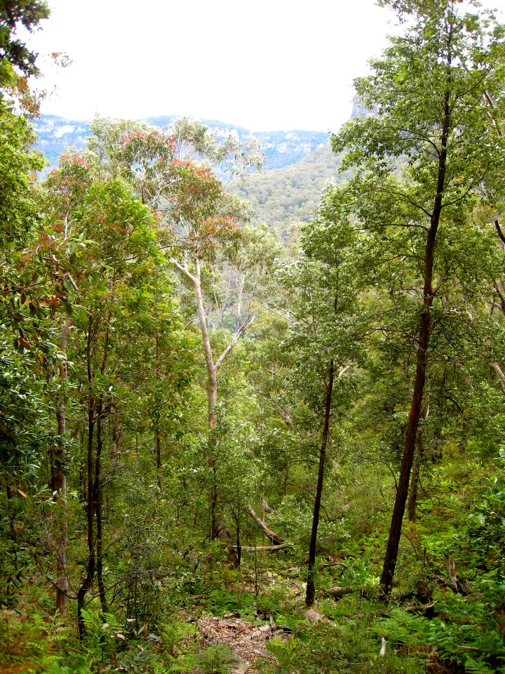 Forest View in Blue Mountains