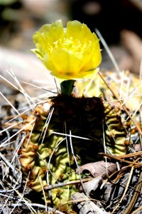 Smal Cactus Makes Big Flowering Effort